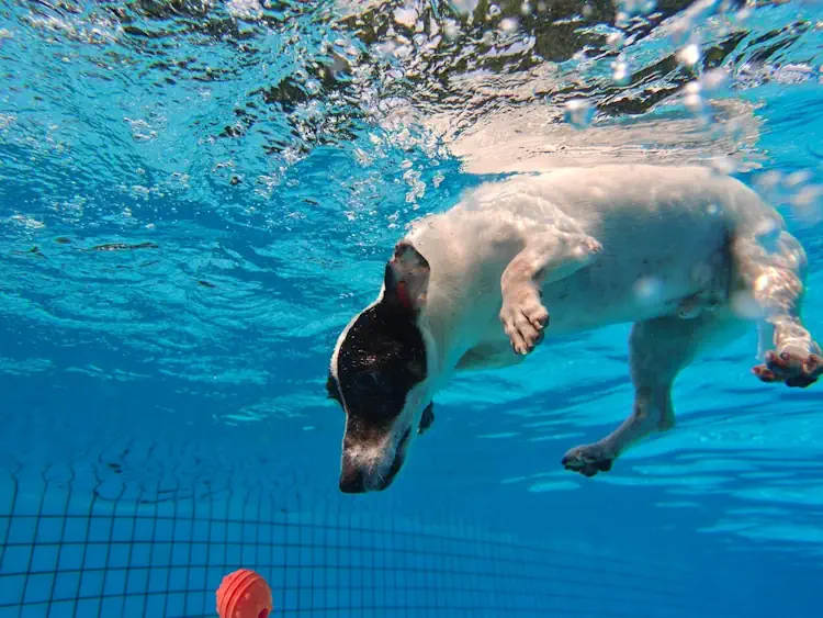 realme gt7 pro camera underwater