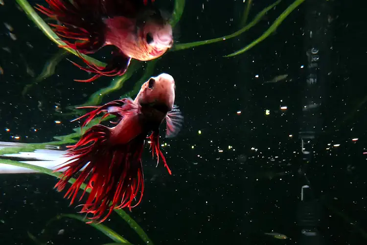 06 Underwater Photography